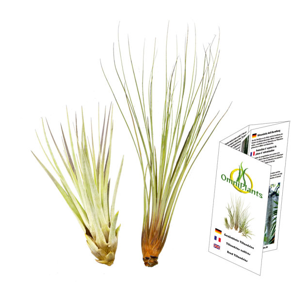 Tillandsien 2er XL Set, Tillandsia fasciculata, Tillandsia juncea XL