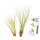 Tillandsien 2er XL Set, Tillandsia fasciculata, Tillandsia juncea XL