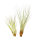 Tillandsien 2er XL Set, Tillandsia fasciculata, Tillandsia juncea XL