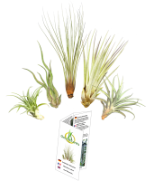 Tillandsien 5er XL Set, mit je einer Tillandsia juncea,...