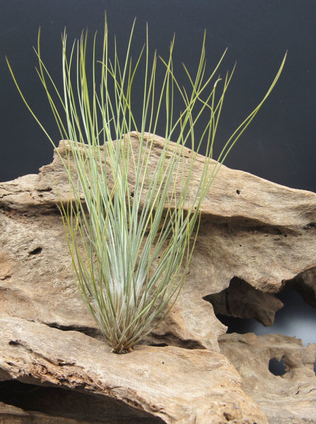 Tillandsien, Tillandsia festucoides