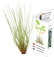 Tillandsien, Tillandsia festucoides