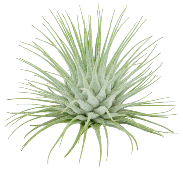 Tillandsia fuchsii var. fuchsii