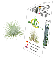 Tillandsia fuchsii var. fuchsii