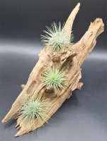 Tillandsia fuchsii var. fuchsii