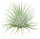 Tillandsia fuchsii var. fuchsii