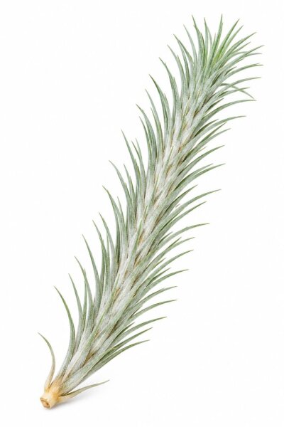 Tillandsia funckiana ca. 10–12 cm – schlanke Luftpflanze ohne Erde – pflegeleichte Tillandsie für Terrarium, Holz & Naturdeko – aus Gärtnereizucht – inkl. Pflegeanleitung