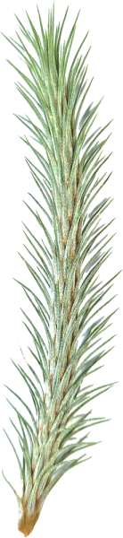 Tillandsia funckiana