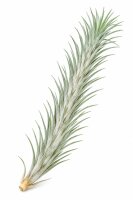 Tillandsia funckiana ca. 10–12 cm – schlanke...