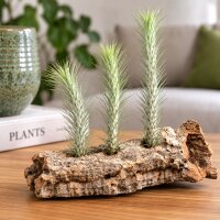 Tillandsia funckiana ca. 10–12 cm – schlanke Luftpflanze ohne Erde – pflegeleichte Tillandsie für Terrarium, Holz & Naturdeko – aus Gärtnereizucht – inkl. Pflegeanleitung