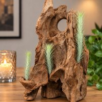 Tillandsia funckiana ca. 10–12 cm – schlanke Luftpflanze ohne Erde – pflegeleichte Tillandsie für Terrarium, Holz & Naturdeko – aus Gärtnereizucht – inkl. Pflegeanleitung