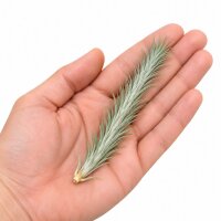 Tillandsia funckiana ca. 10–12 cm – schlanke Luftpflanze ohne Erde – pflegeleichte Tillandsie für Terrarium, Holz & Naturdeko – aus Gärtnereizucht – inkl. Pflegeanleitung