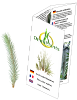 Tillandsia funckiana