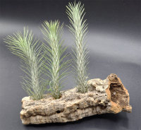 Tillandsia funckiana