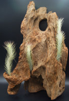 Tillandsia funckiana