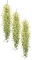 Tillandsien 3er Set Tillandsia usneoides,...