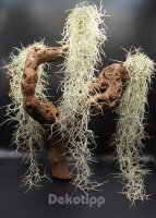 Tillandsien 3er Set Tillandsia usneoides,...