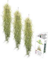 Tillandsien 3er Set Tillandsia usneoides, Bromeliengewächs