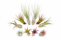 Tillandsien 10er Mix (5 Sorten je 2x) –...