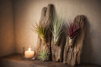 Tillandsien 10er Mix (5 Sorten je 2x) – Luftpflanzen Set 5–22 cm – Pflegeleicht ohne Erde – Bromeliengewächs für Deko, Terrarium & Wohnraum – OmniPlants