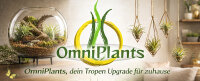 Tillandsien 10er Mix (5 Sorten je 2x) – Luftpflanzen Set 5–22 cm – Pflegeleicht ohne Erde – Bromeliengewächs für Deko, Terrarium & Wohnraum – OmniPlants