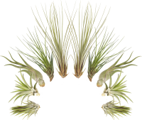 Tillandsien 10er-Mix, Tillandsia, Bromeliengewächs