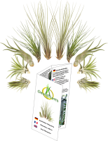 Tillandsien 10er-Mix, Tillandsia, Bromeliengewächs