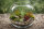 Tillandsien 10er Mix (5 Sorten je 2x) – Luftpflanzen Set 5–22 cm – Pflegeleicht ohne Erde – Bromeliengewächs für Deko, Terrarium & Wohnraum – OmniPlants
