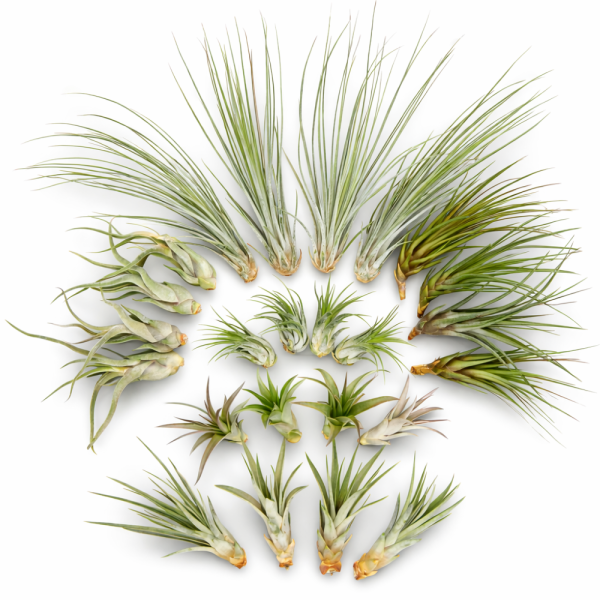 Tillandsien 24er Mix (6 Sorten x4) – 5–22 cm Luftpflanzen Set – Pflegeleicht ohne Erde – Tillandsia Bromelien – Deko Pflanzen für Zuhause, Terrarium & Geschenk – plastikfrei verpackt