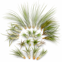 Tillandsien 24er Mix (6 Sorten x4) – 5–22 cm...