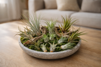 Tillandsien 24er Mix (6 Sorten x4) – 5–22 cm...