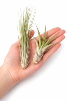 Tillandsien 24er Mix (6 Sorten x4) – 5–22 cm Luftpflanzen Set – Pflegeleicht ohne Erde – Tillandsia Bromelien – Deko Pflanzen für Zuhause, Terrarium & Geschenk – plastikfrei verpackt
