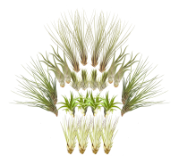 Tillandsien 24er-Mix, Tillandsia, Bromeliengewächs