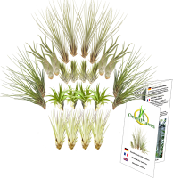 Tillandsien 24er-Mix, Tillandsia, Bromeliengewächs