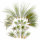 Tillandsien 24er Mix (6 Sorten x4) – 5–22 cm Luftpflanzen Set – Pflegeleicht ohne Erde – Tillandsia Bromelien – Deko Pflanzen für Zuhause, Terrarium & Geschenk – plastikfrei verpackt