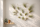 Tillandsien 24er Mix (6 Sorten x4) – 5–22 cm Luftpflanzen Set – Pflegeleicht ohne Erde – Tillandsia Bromelien – Deko Pflanzen für Zuhause, Terrarium & Geschenk – plastikfrei verpackt