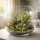 Tillandsien 24er Mix (6 Sorten x4) – 5–22 cm Luftpflanzen Set – Pflegeleicht ohne Erde – Tillandsia Bromelien – Deko Pflanzen für Zuhause, Terrarium & Geschenk – plastikfrei verpackt