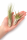 Tillandsien 24er Mix (6 Sorten x4) – 5–22 cm Luftpflanzen Set – Pflegeleicht ohne Erde – Tillandsia Bromelien – Deko Pflanzen für Zuhause, Terrarium & Geschenk – plastikfrei verpackt