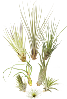 Tillandsien 8er-Mix, Tillandsia, Bromeliengewächs