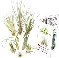 Tillandsien 8er-Mix, Tillandsia, Bromeliengewächs