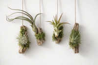Tillandsien 4er Mix – 4 verschiedene Luftpflanzen – Tillandsia Bromeliengewächs – pflegeleicht – 5–15 cm – Deko Pflanzen mit Pflegeanleitung