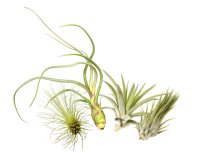 Tillandsien 4er-Mix, Tillandsia, Bromeliengewächs
