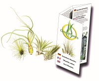 Tillandsien 4er-Mix, Tillandsia, Bromeliengewächs