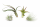 Tillandsien 4er Mix – 4 verschiedene Luftpflanzen – Tillandsia Bromeliengewächs – pflegeleicht – 5–15 cm – Deko Pflanzen mit Pflegeanleitung
