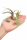 Tillandsien 4er Mix – 4 verschiedene Luftpflanzen – Tillandsia Bromeliengewächs – pflegeleicht – 5–15 cm – Deko Pflanzen mit Pflegeanleitung
