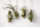 Tillandsien 4er Mix – 4 verschiedene Luftpflanzen – Tillandsia Bromeliengewächs – pflegeleicht – 5–15 cm – Deko Pflanzen mit Pflegeanleitung