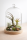 Tillandsien 4er Mix – 4 verschiedene Luftpflanzen – Tillandsia Bromeliengewächs – pflegeleicht – 5–15 cm – Deko Pflanzen mit Pflegeanleitung