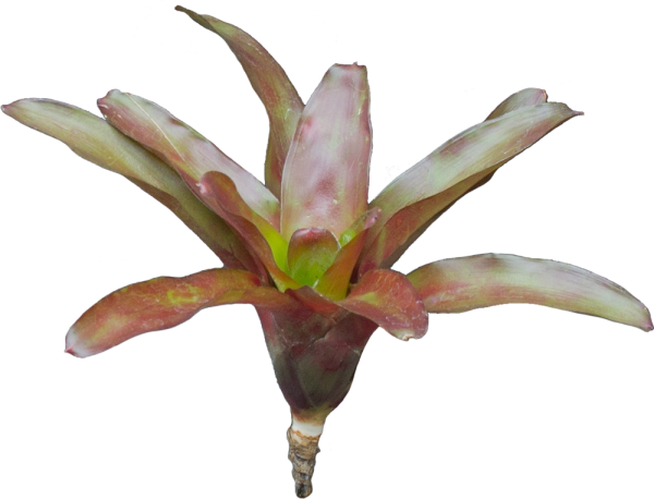 Neoregelia fuego ancho, ungetopft