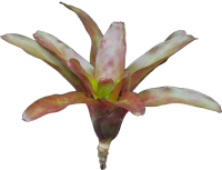 Neoregelia fuego ancho, ungetopft