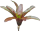 Neoregelia fuego ancho, ungetopft